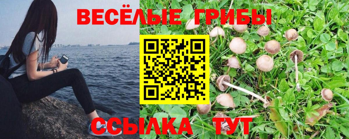Псилоцибиновые грибы Psilocybine cubensis  как найти   Ахтубинск 